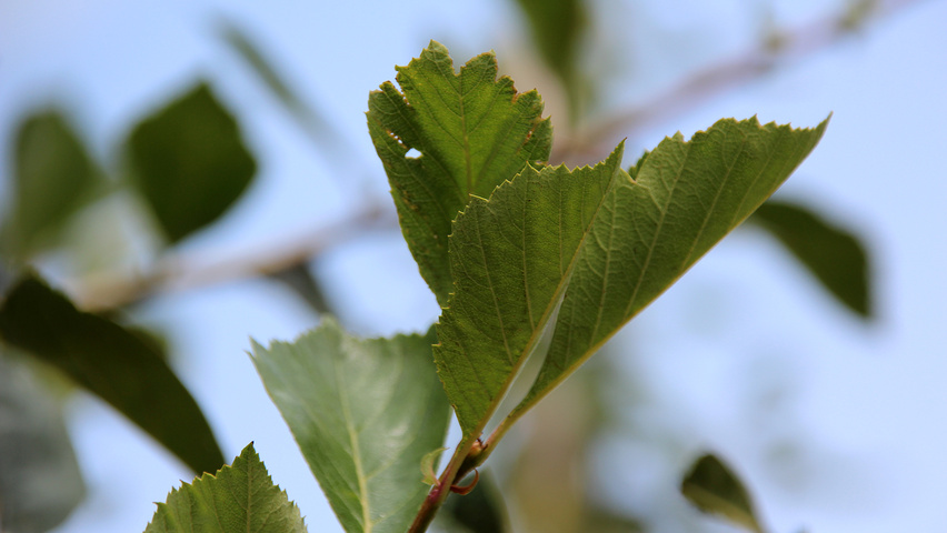 Crataegus x lavalleei 'Carrierei' liście