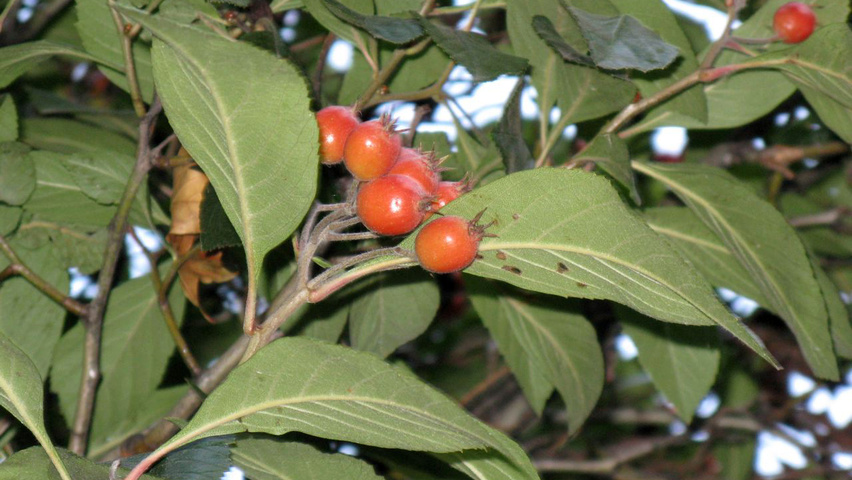 Crataegus x lavalleei blad