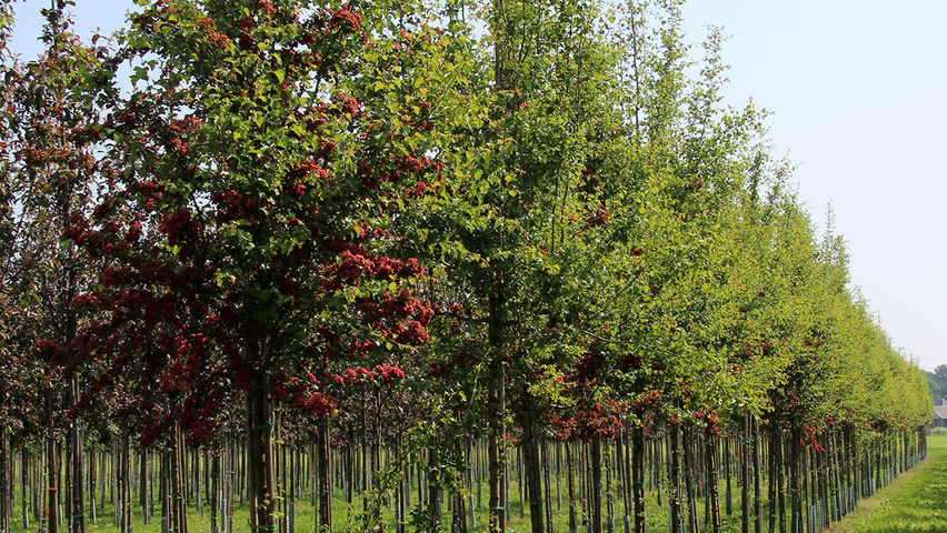 Crataegus x media 'Paul's Scarlet' pienne