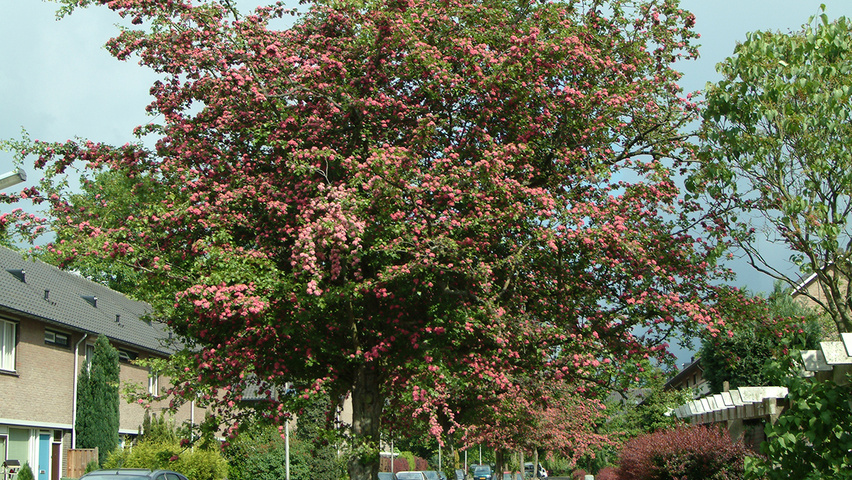 Crataegus x media 'Paul's Scarlet' pienne