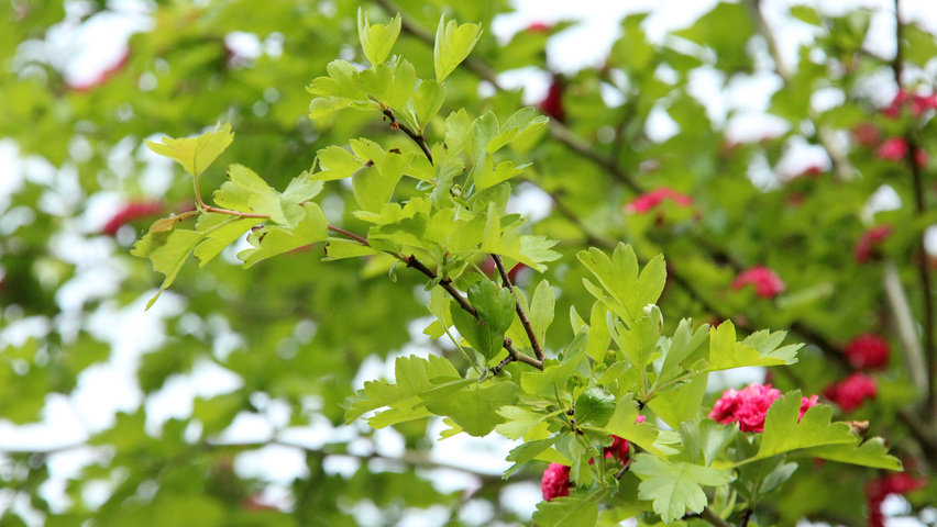 Crataegus x media 'Paul's Scarlet' liście