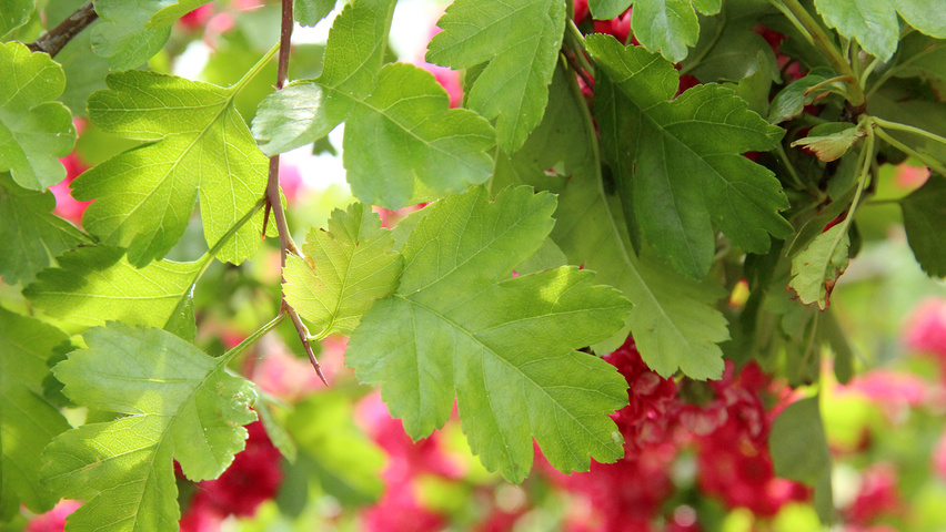 Crataegus x media 'Paul's Scarlet' liście