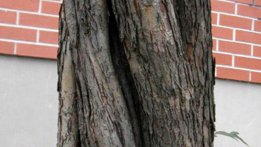 Crataegus x mordenensis 'Toba' tronc