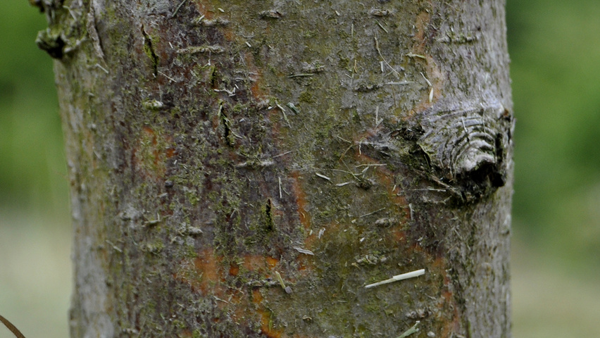 Crataegus x mordenensis 'Toba' tronc