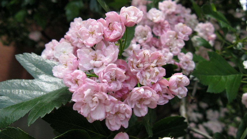 Crataegus x mordenensis 'Toba' fleurs
