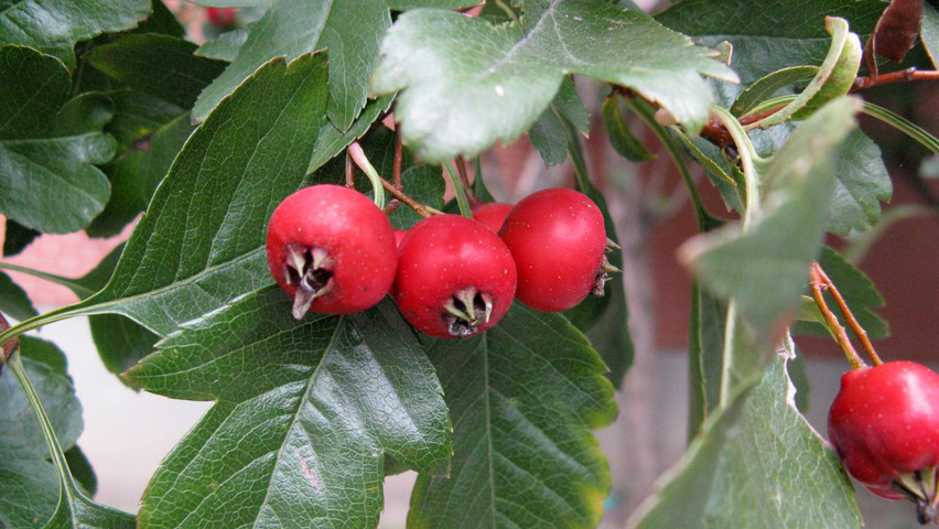Crataegus x mordenensis 'Toba' fruits