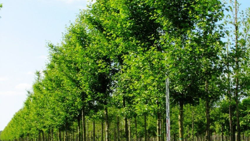 Crataegus x mordenensis 'Toba' haute tige