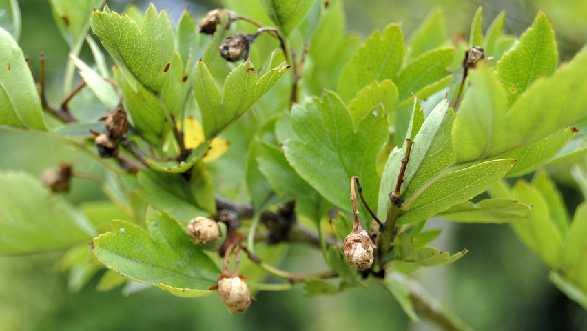 Crataegus x mordenensis 'Toba' Feuilles