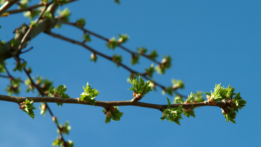 Crataegus x mordenensis 'Toba' rameaux