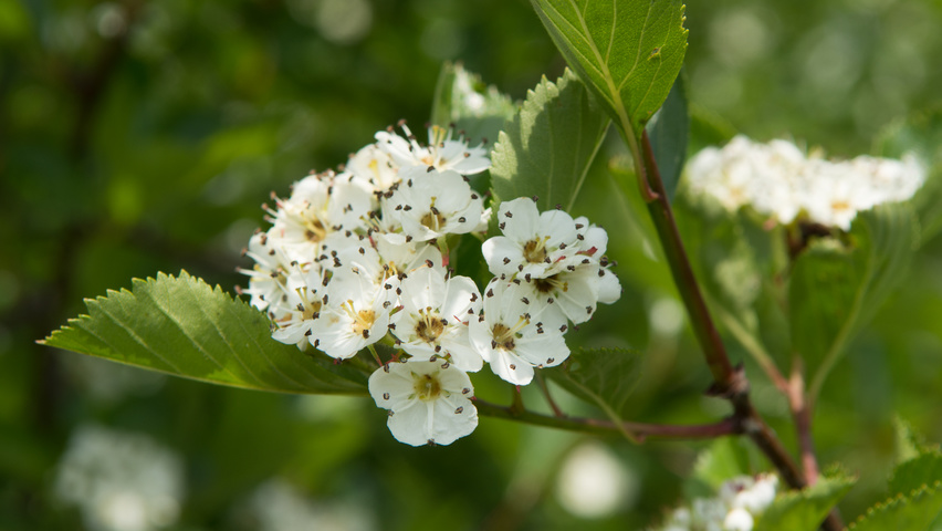 Crataegus x persimilis kwiaty
