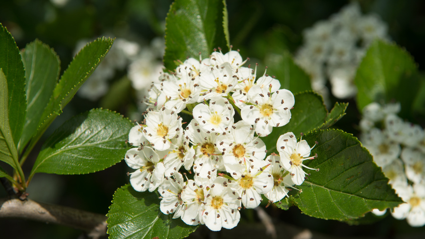 Crataegus x persimilis kwiaty