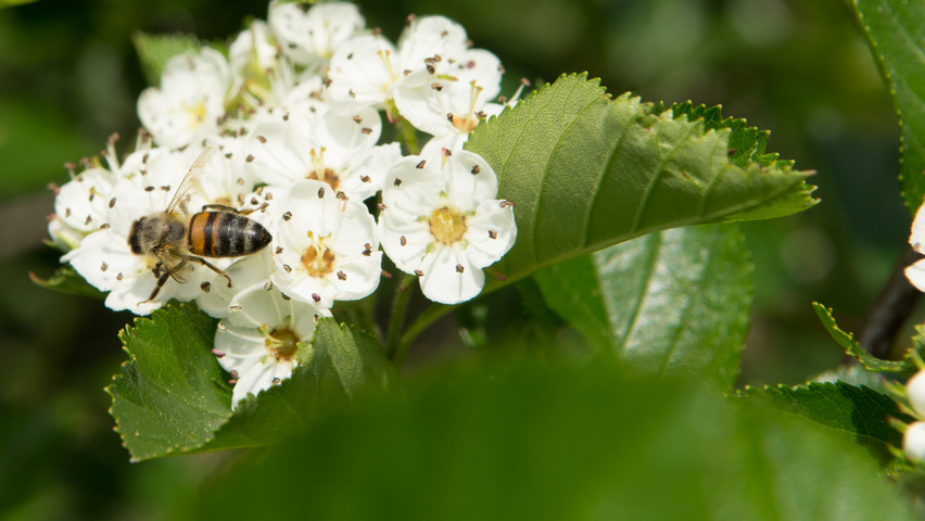 Crataegus x persimilis kwiaty
