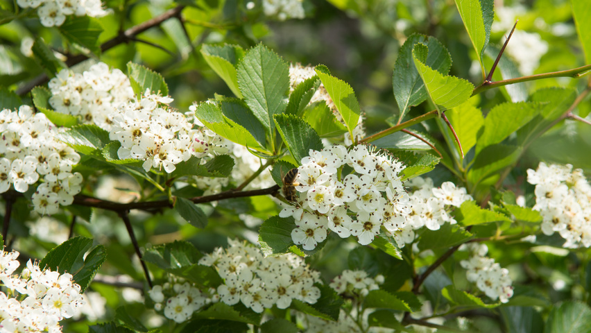 Crataegus x persimilis kwiaty
