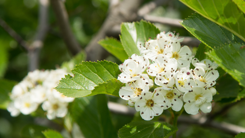 Crataegus x persimilis kwiaty