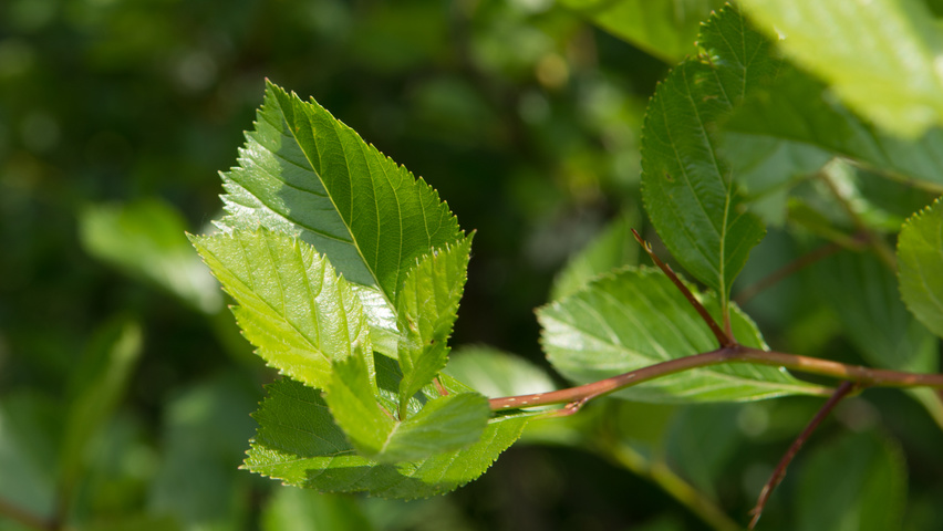 Crataegus x persimilis liście