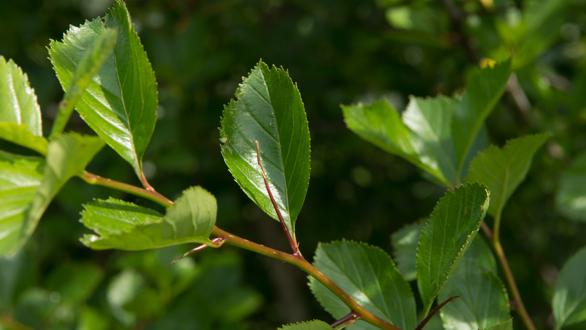 Crataegus x persimilis liście