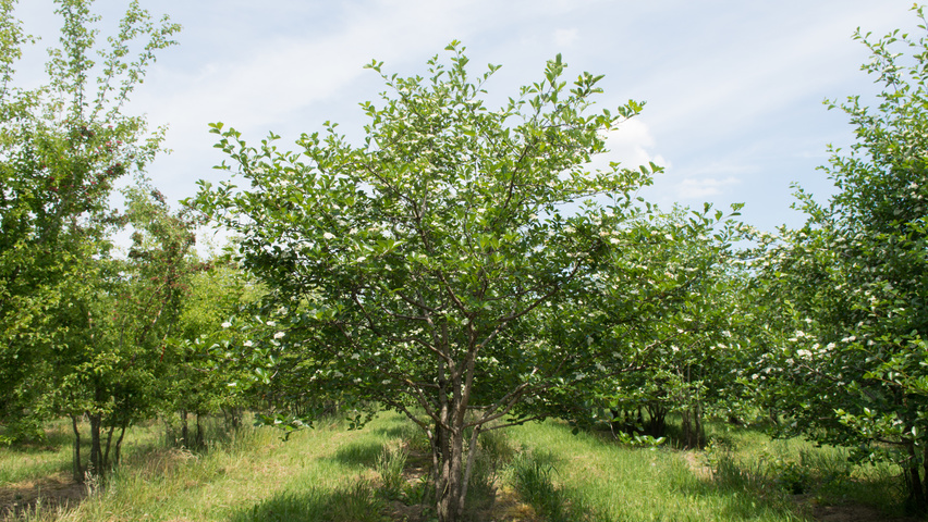 Crataegus x persimilis wielopniowy