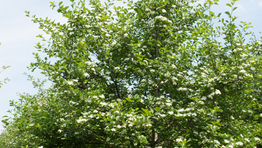 Crataegus x persimilis wielopniowy