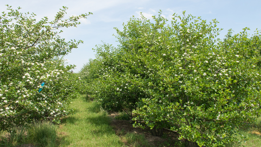 Crataegus x persimilis wielopniowy