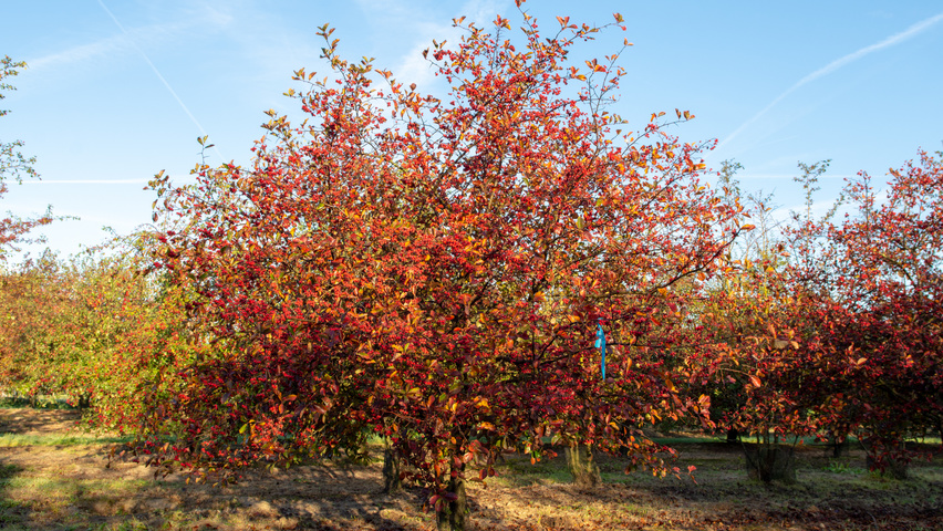 Crataegus x persimilis wielopniowy