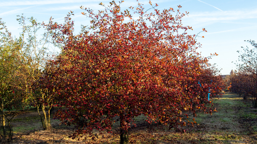 Crataegus x persimilis wielopniowy