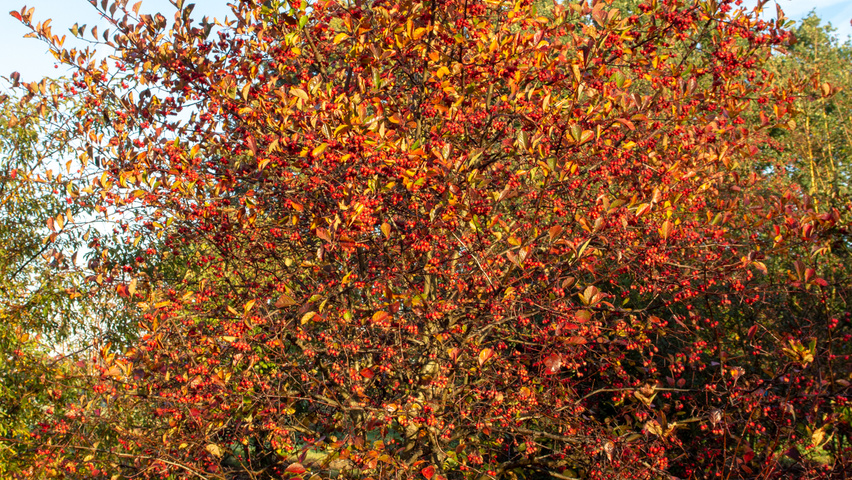 Crataegus x persimilis wielopniowy