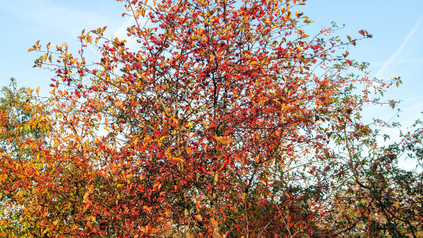 Crataegus x persimilis wielopniowy