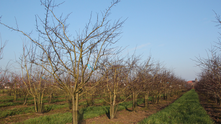 Crataegus x persimilis wielopniowy parasolowaty