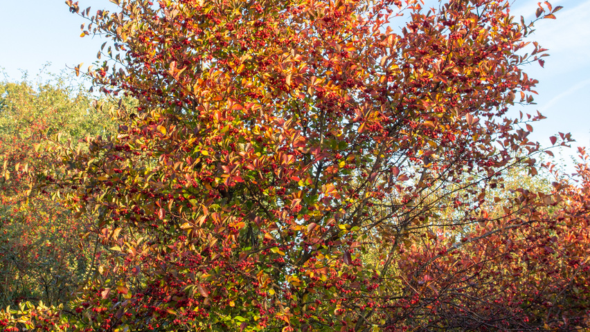 Crataegus x persimilis wielopniowy parasolowaty