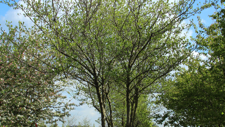 Crataegus x persimilis wielopniowy parasolowaty