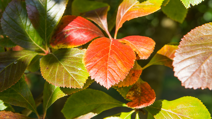 Crataegus x persimilis 'Prunifolia Splendens' autumn leaves