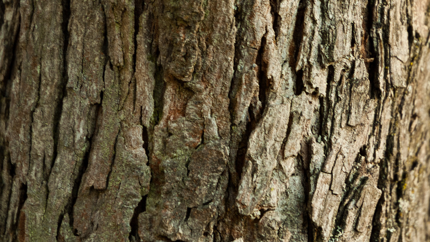 Crataegus x persimilis 'Prunifolia Splendens' bark