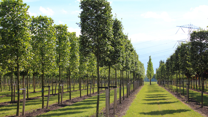 Crataegus x persimilis 'Prunifolia Splendens' block