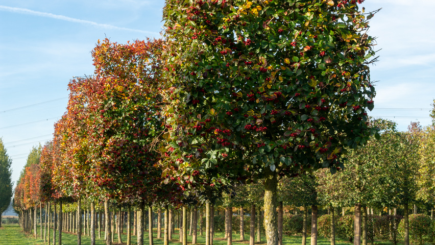 Crataegus x persimilis 'Prunifolia Splendens' block