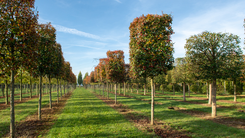 Crataegus x persimilis 'Prunifolia Splendens' block
