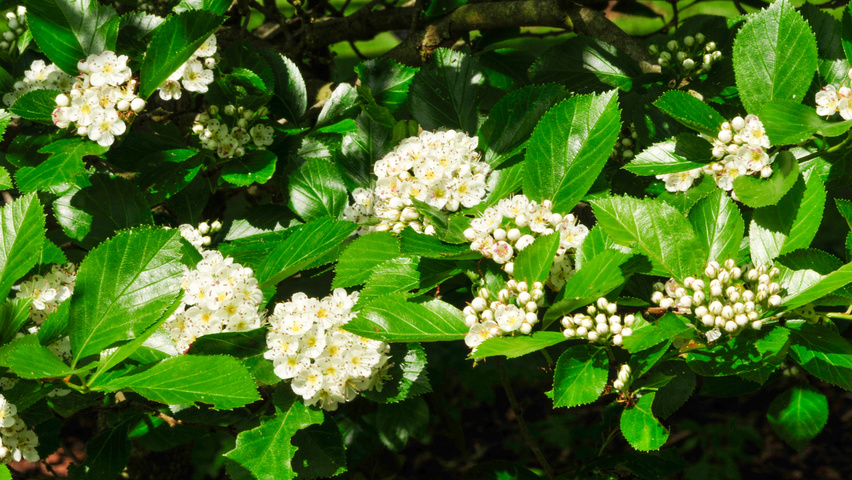 Crataegus x persimilis 'Prunifolia Splendens' flowers