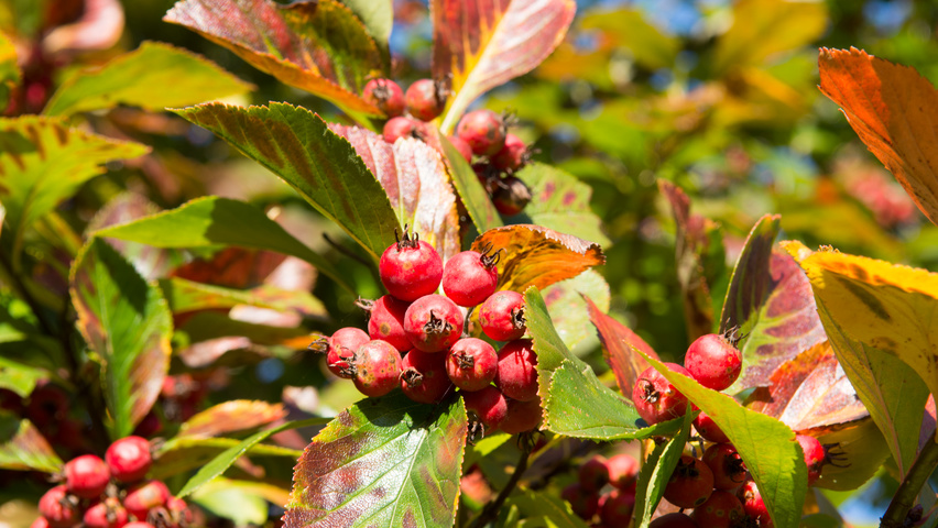 Crataegus x persimilis 'Prunifolia Splendens' fruits