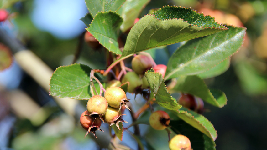 Crataegus x persimilis 'Prunifolia Splendens' fruits