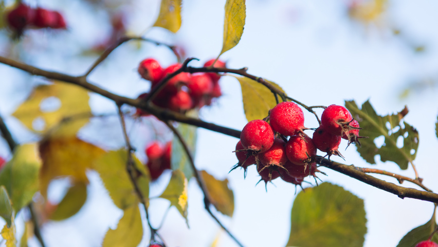 Crataegus x persimilis 'Prunifolia Splendens' fruits
