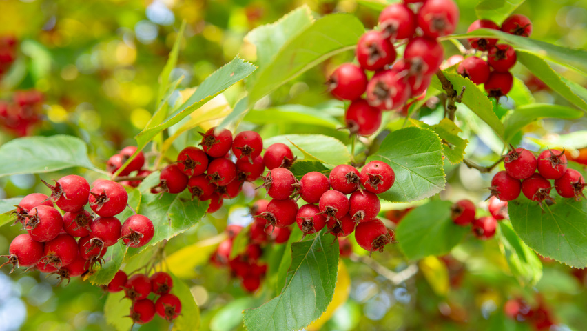 Crataegus x persimilis 'Prunifolia Splendens' fruits