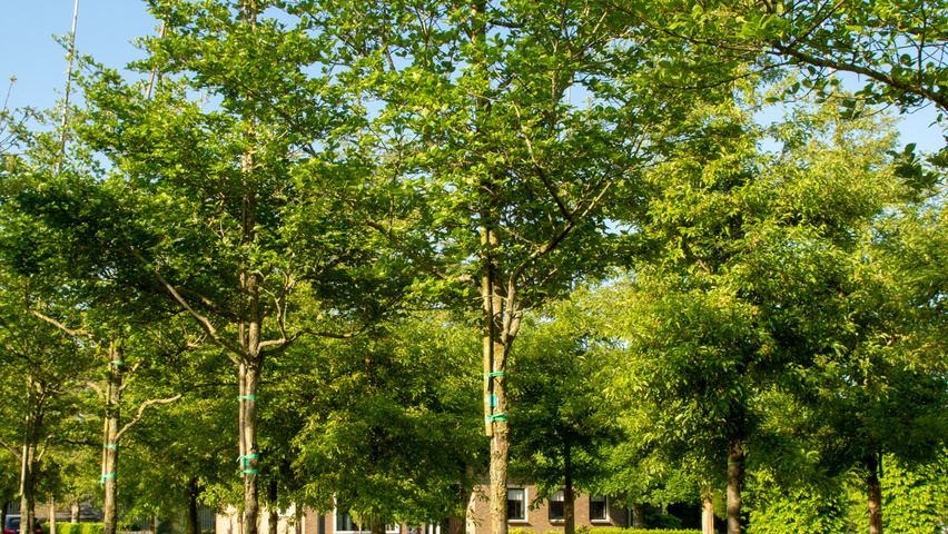Crataegus x persimilis 'Prunifolia Splendens' standard tree
