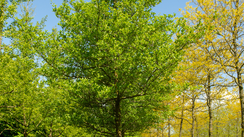 Crataegus x persimilis 'Prunifolia Splendens' standard tree