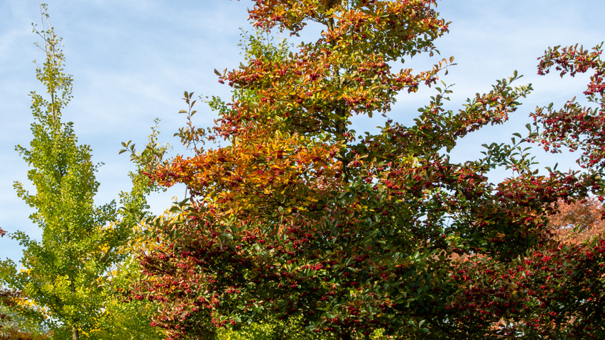 Crataegus x persimilis 'Prunifolia Splendens' standard tree