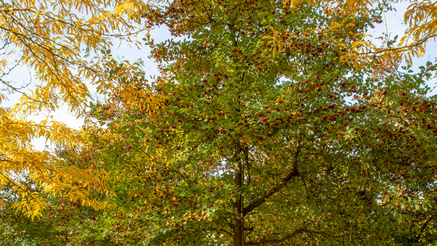 Crataegus x persimilis 'Prunifolia Splendens' standard tree