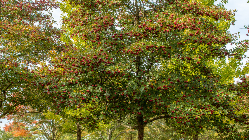 Crataegus x persimilis 'Prunifolia Splendens' standard tree