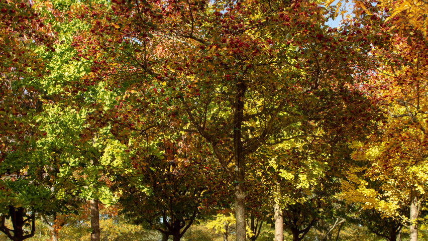 Crataegus x persimilis 'Prunifolia Splendens' standard tree