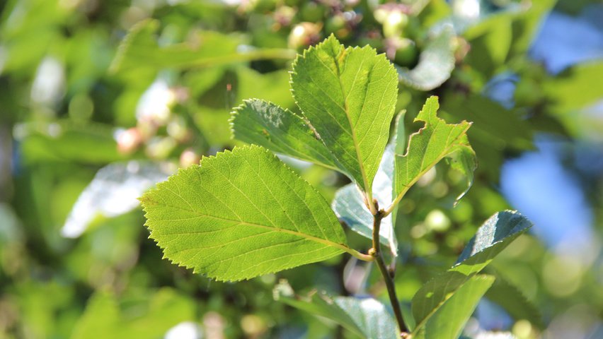 Crataegus x persimilis 'Prunifolia Splendens' leaves