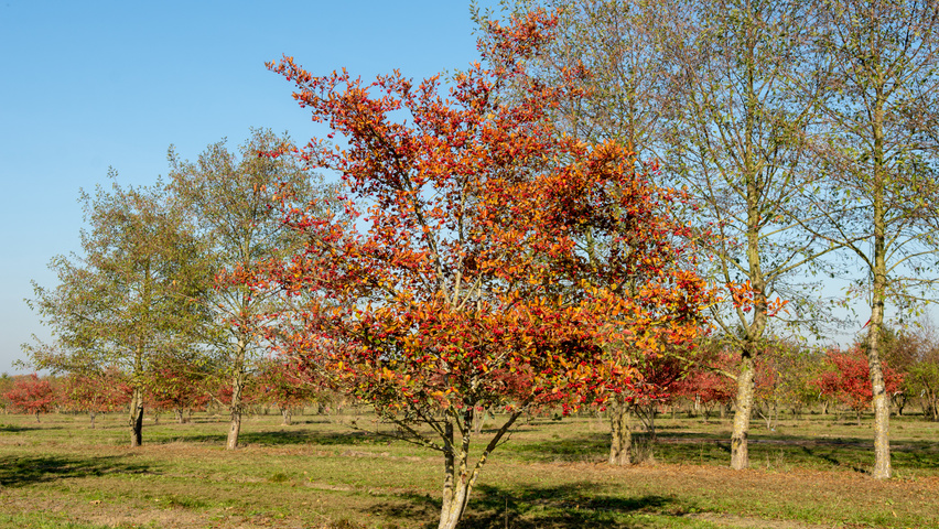 Crataegus x persimilis 'Prunifolia Splendens' multi-stem