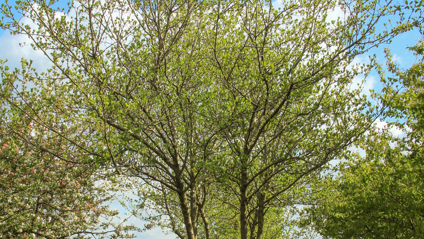 Crataegus x persimilis 'Prunifolia Splendens' multi-stem umbrella