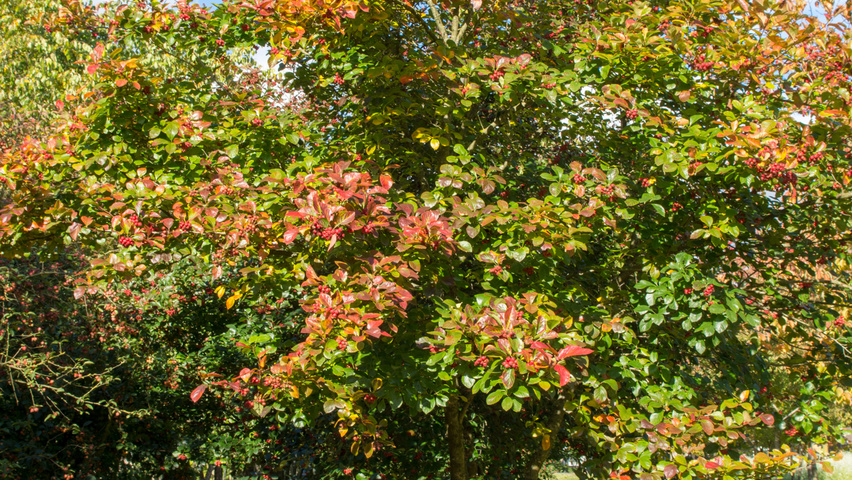 Crataegus x persimilis 'Prunifolia Splendens' multi-stem umbrella